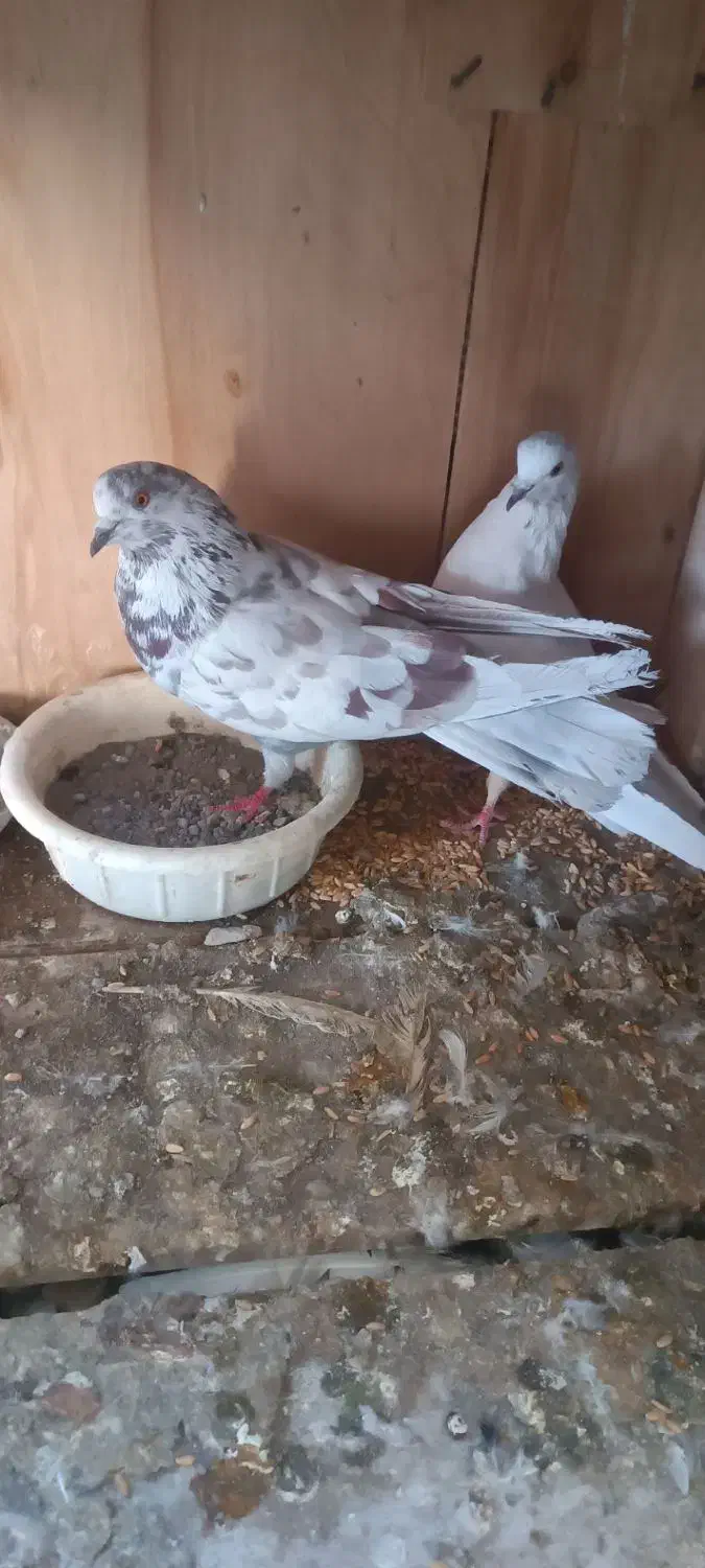 کفتر|پرنده|قم, علی آباد سعدگان|دیوار