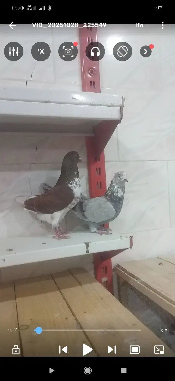 قیمت دوتاش 1میلیون مقطوع|پرنده|مشگین شهر, |دیوار