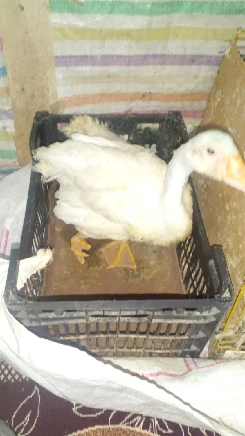 قوغاز|حیوانات مزرعه|آبادان, |دیوار