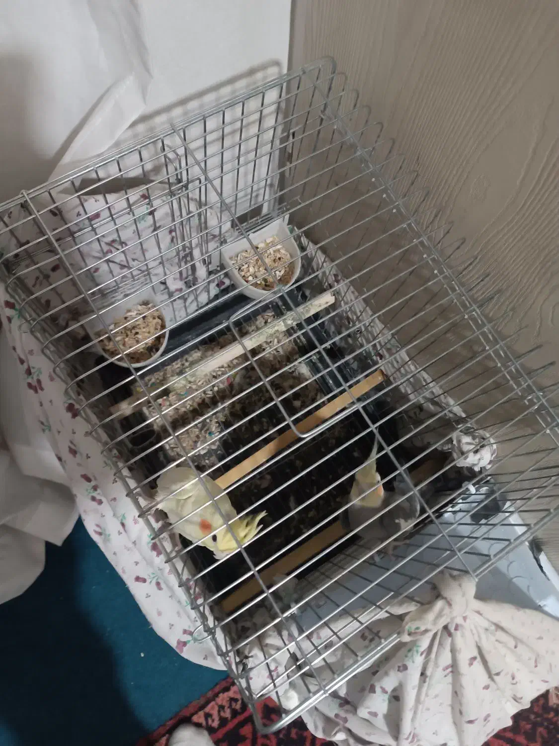 عروس هلندی|پرنده|نسیمشهر, |دیوار