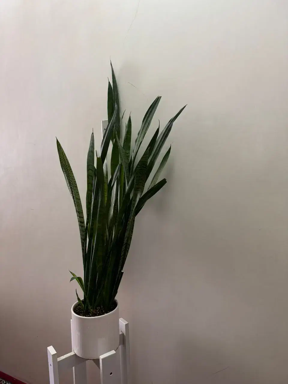 گل طبیعی واپارتمانی|گل و گیاه طبیعی|شیراز, شهرک والفجر|دیوار