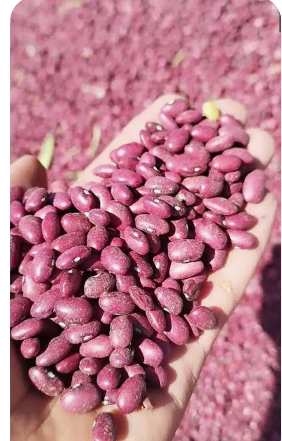 لوبیا قرمز بوجاری شده در دهگلان|خوردنی و آشامیدنی|دهگلان, |دیوار