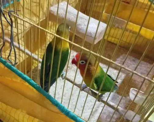 طوطی برزیلی|پرنده|ری, شهادت|دیوار