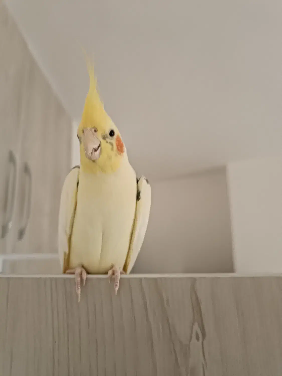 عروس هلندی خاص و کمیاب|پرنده|قائمشهر, |دیوار