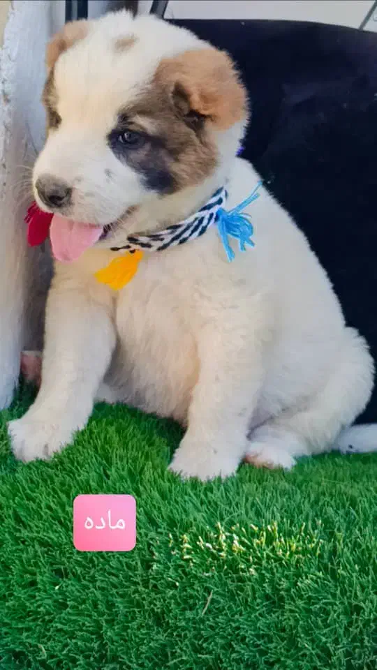 سگ آلابای اصیل|سگ|تهران, پامنار|دیوار