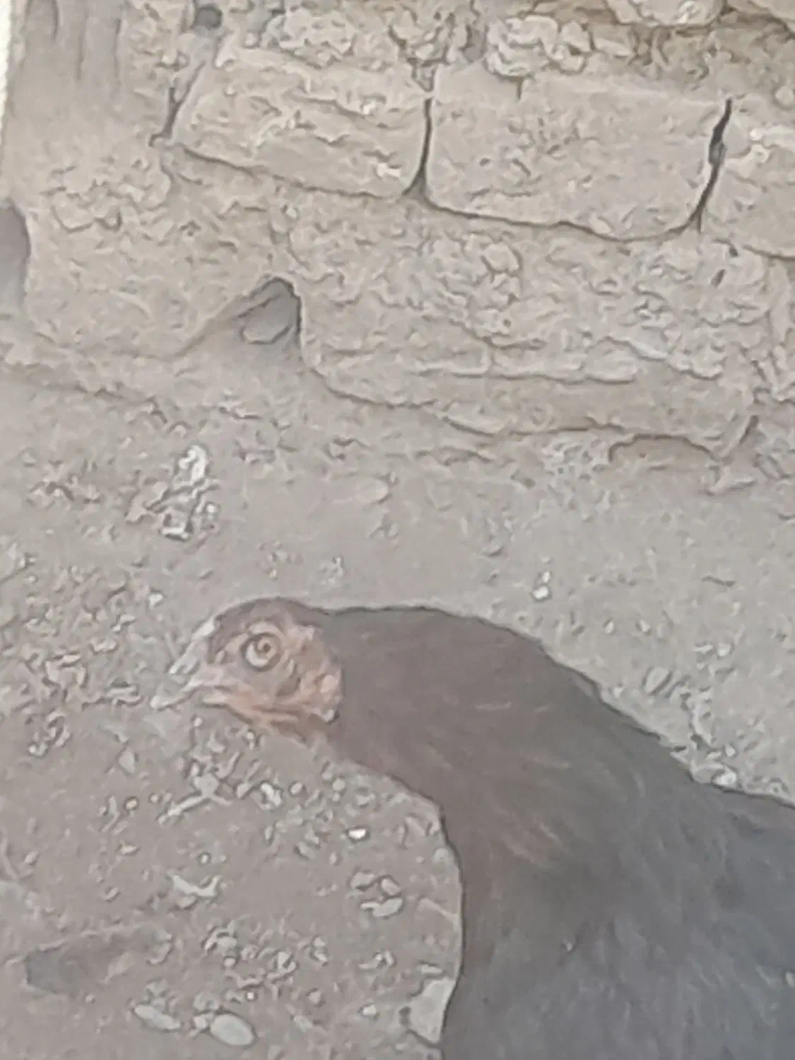 جوجه بوقلمون . بوقِلمون مرغ لارئ|حیوانات مزرعه|نیشابور, رنج آباد|دیوار