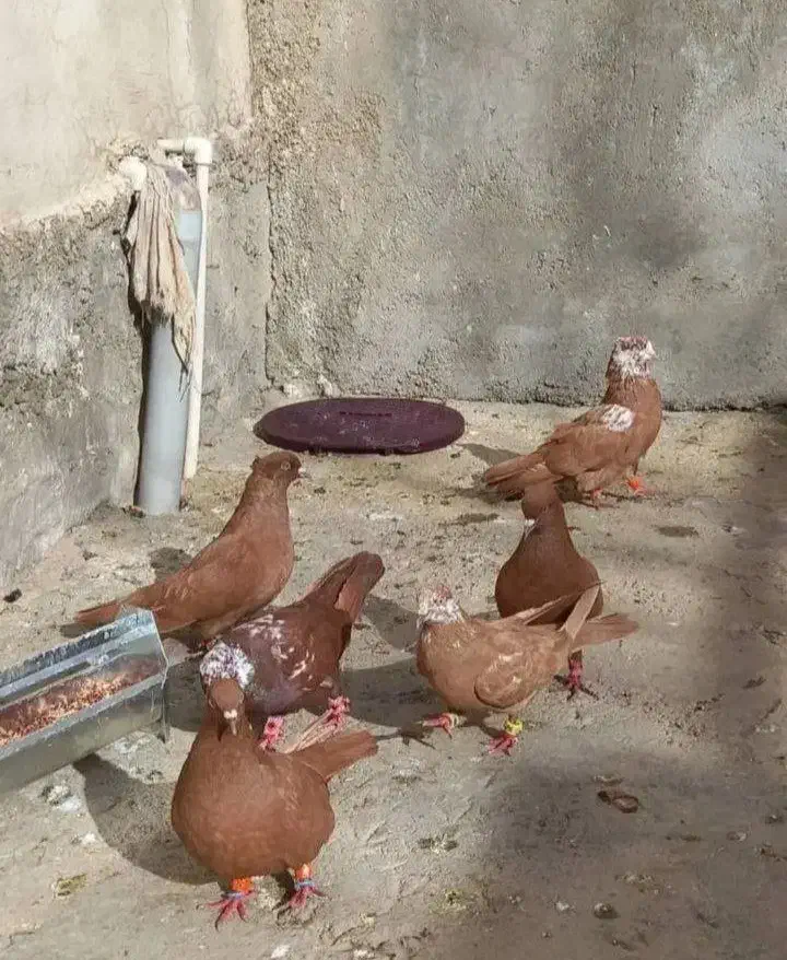 ماده زرد|پرنده|بروجرد, |دیوار