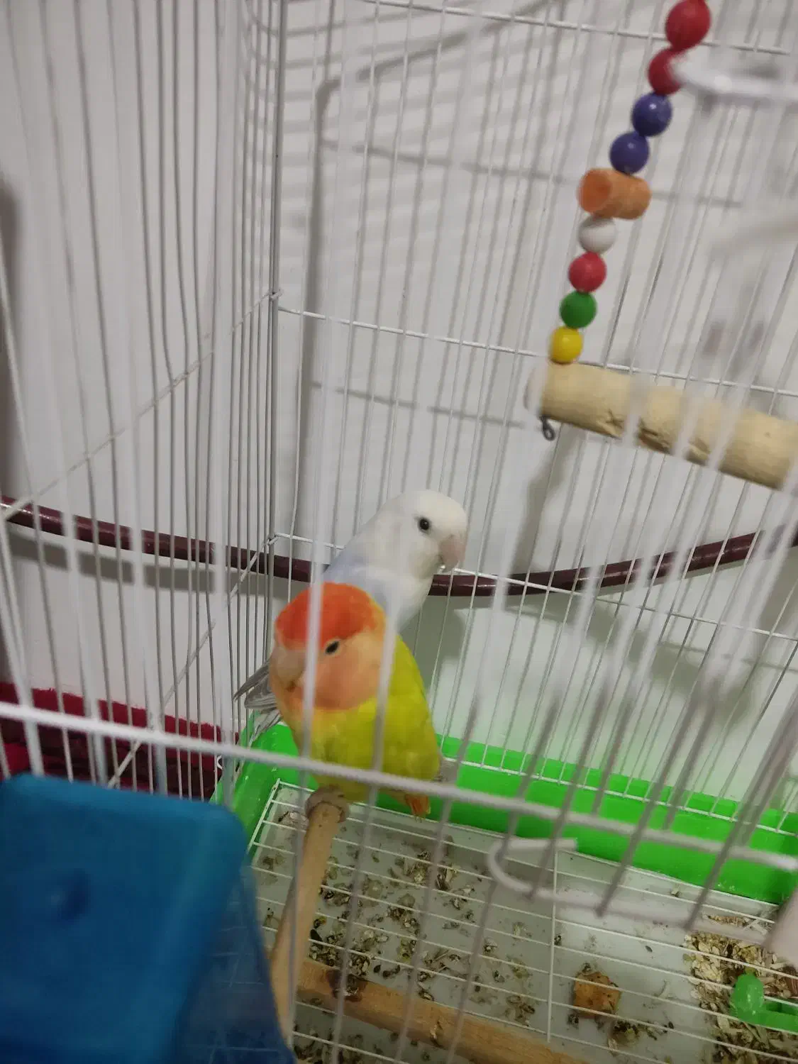 طوطی برزیلی|پرنده|صالح آباد, |دیوار