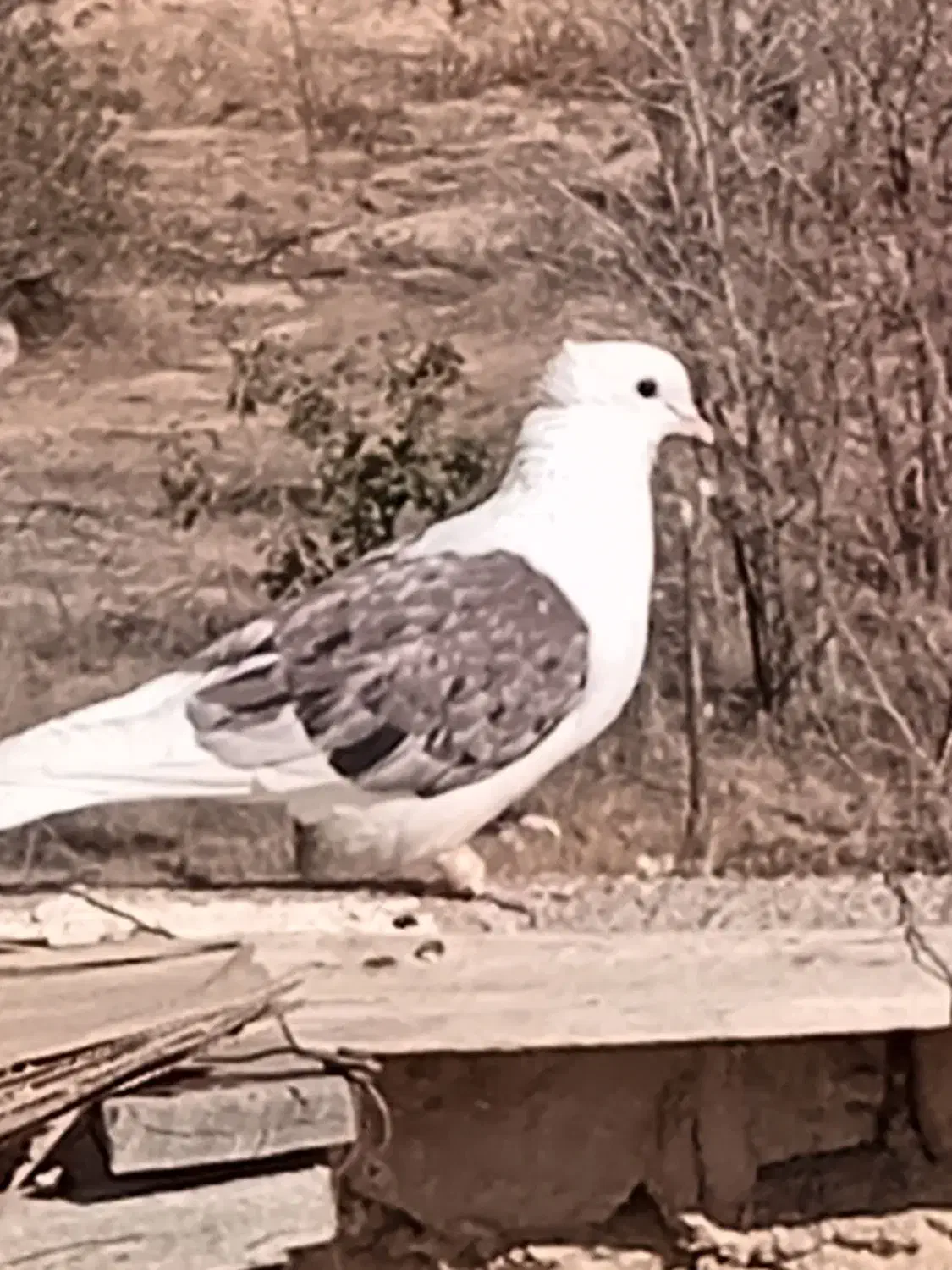 پشت نر جوان دم مشکی فری نر|پرنده|جوین, |دیوار