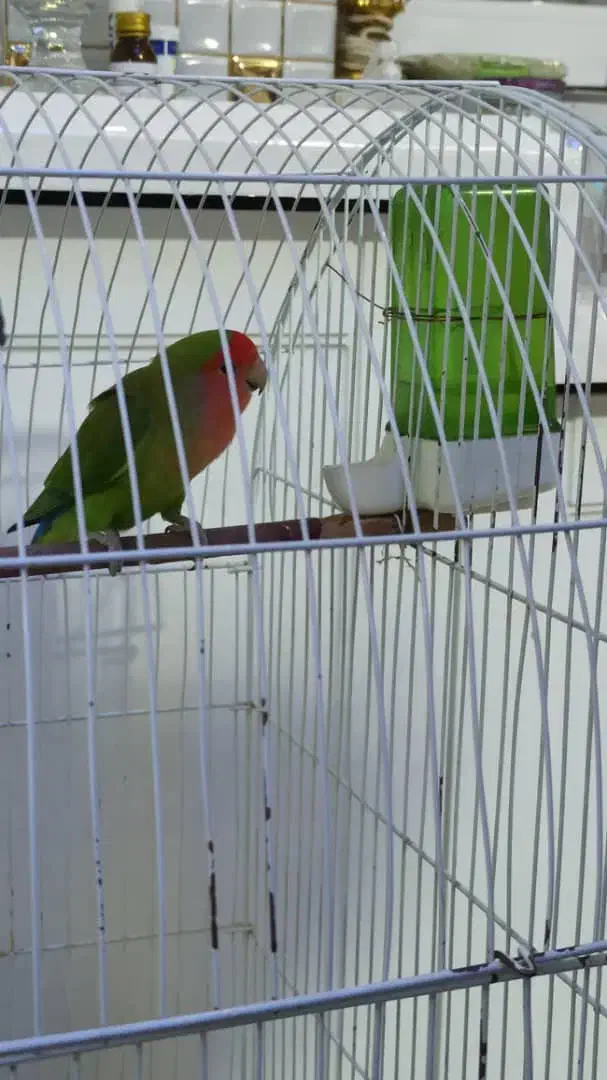 طوطی برزیلی نر و ماده پیروزی بلوار ابوذر|پرنده|تهران, ائمه اطهار|دیوار