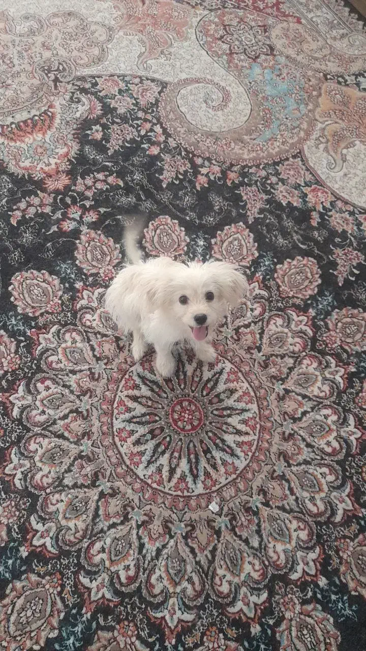 گم شده|حیوانات|بندر گناوه, |دیوار