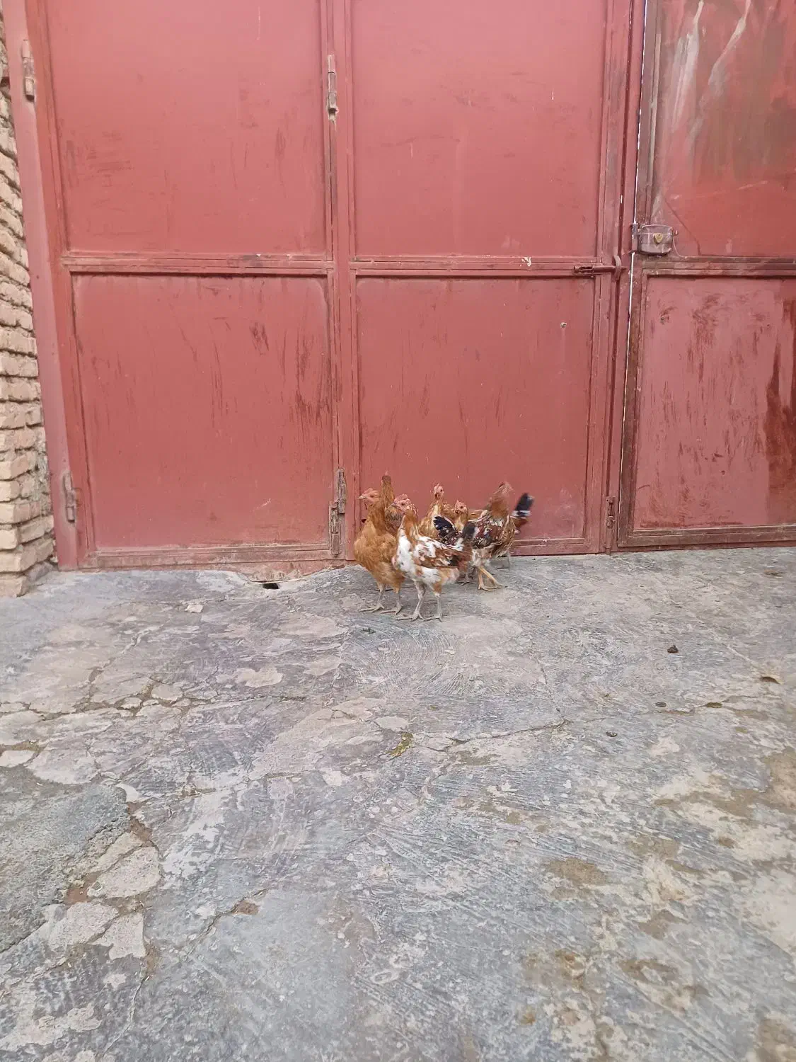 مرغ|حیوانات مزرعه|دهگلان, |دیوار