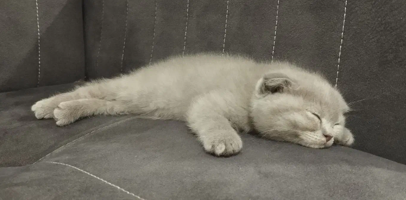 اسکاتیش فولد و استریت دو سر شجره فول|گربه|بیرجند, |دیوار