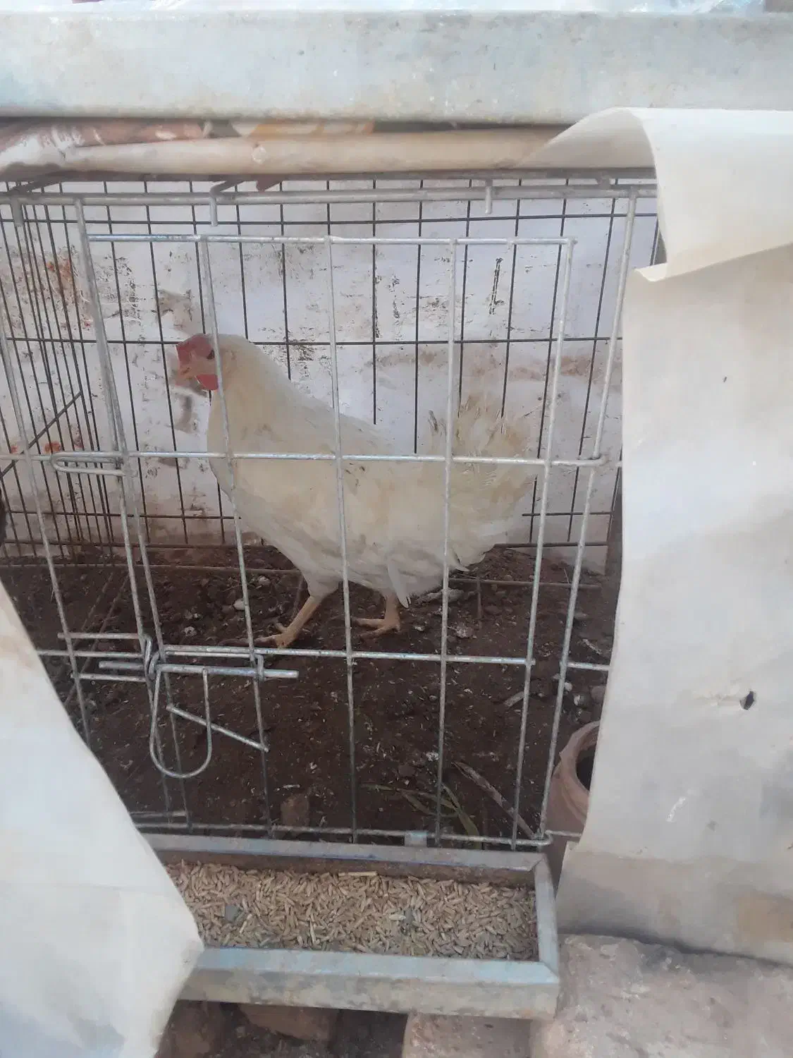 حیوانات|حیوانات مزرعه|باغ بهادران, |دیوار