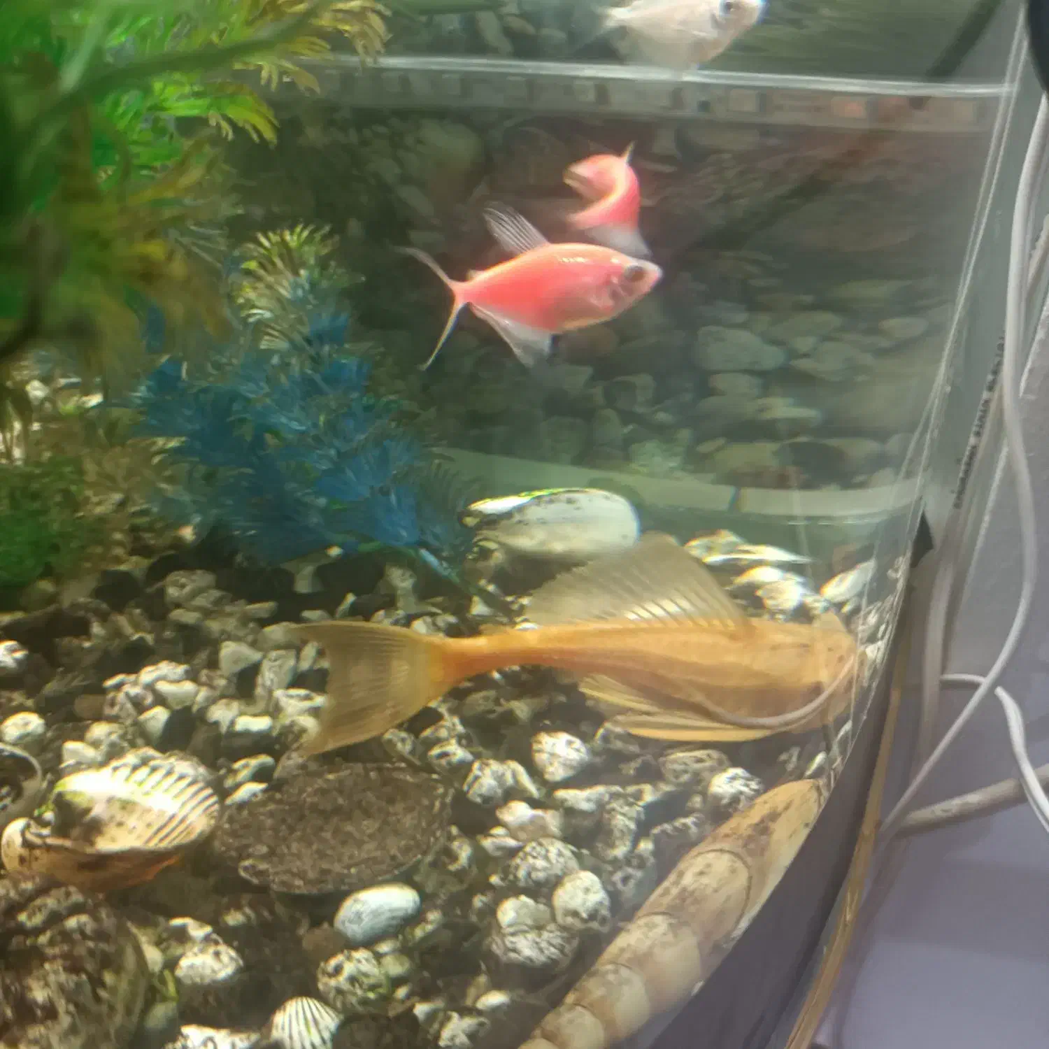 آکواریوم شیشه ای خم|ماهی|مشهد, موسوی قوچانی|دیوار