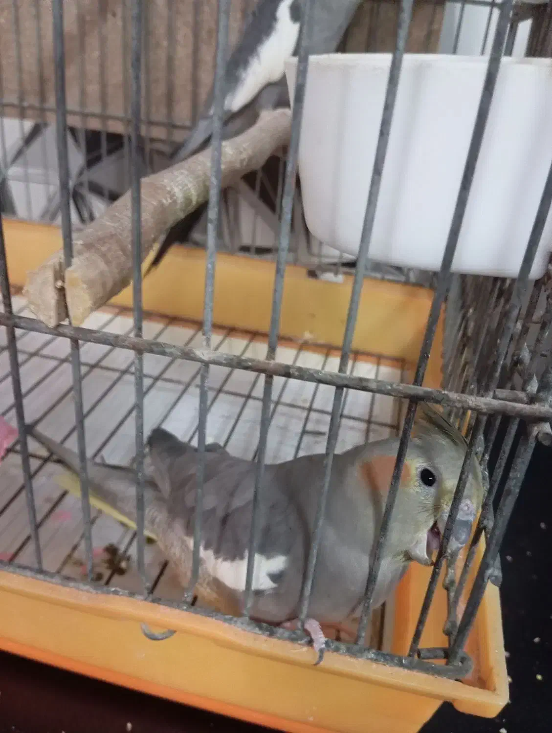 یک جفت عروس هلندی مولد|پرنده|کهریزک, |دیوار