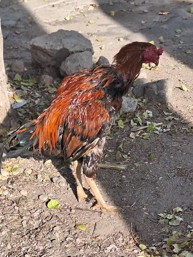 خروس لاری یکساله آخرای لکشه|حیوانات مزرعه|مشگین شهر, |دیوار