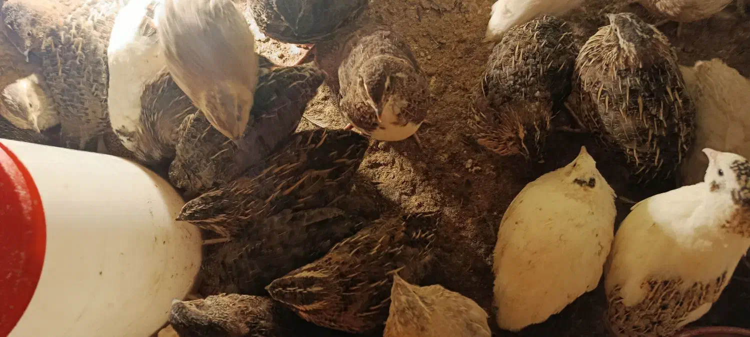 بلدرچین نر|حیوانات مزرعه|ایلام, |دیوار