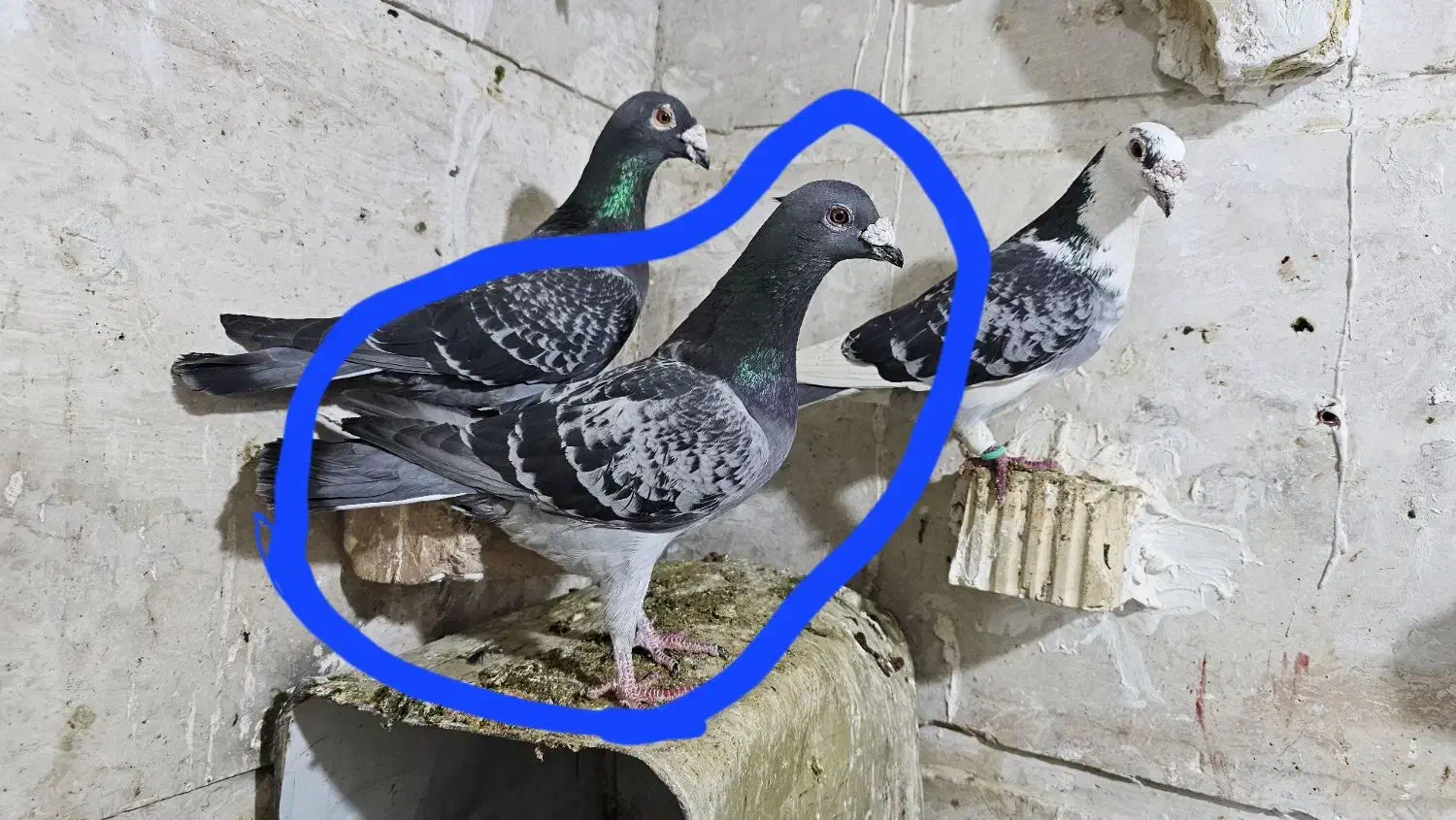 کوهی و بزک سیاه باخت خورده|پرنده|شیراز, رکنآباد|دیوار