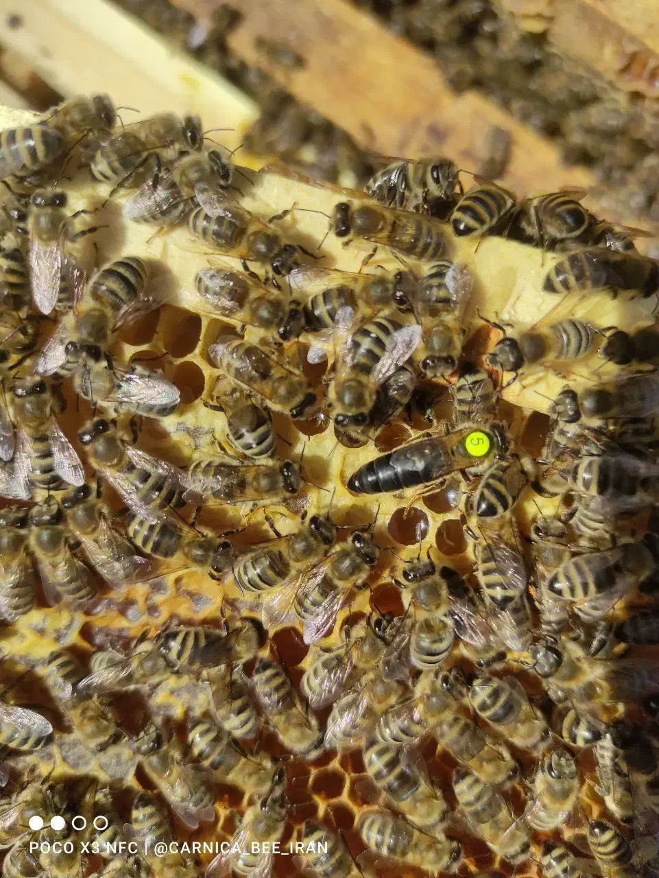فروش کلونی و کندوی زنبور عسل وانواع ملکه|حیوانات مزرعه|تهران, والفجر (افسریه)|دیوار