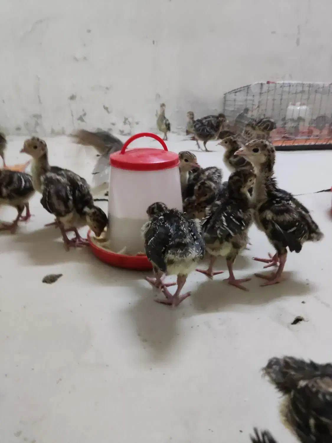 جوجه بوقلمون|حیوانات مزرعه|ری, تقی آباد|دیوار