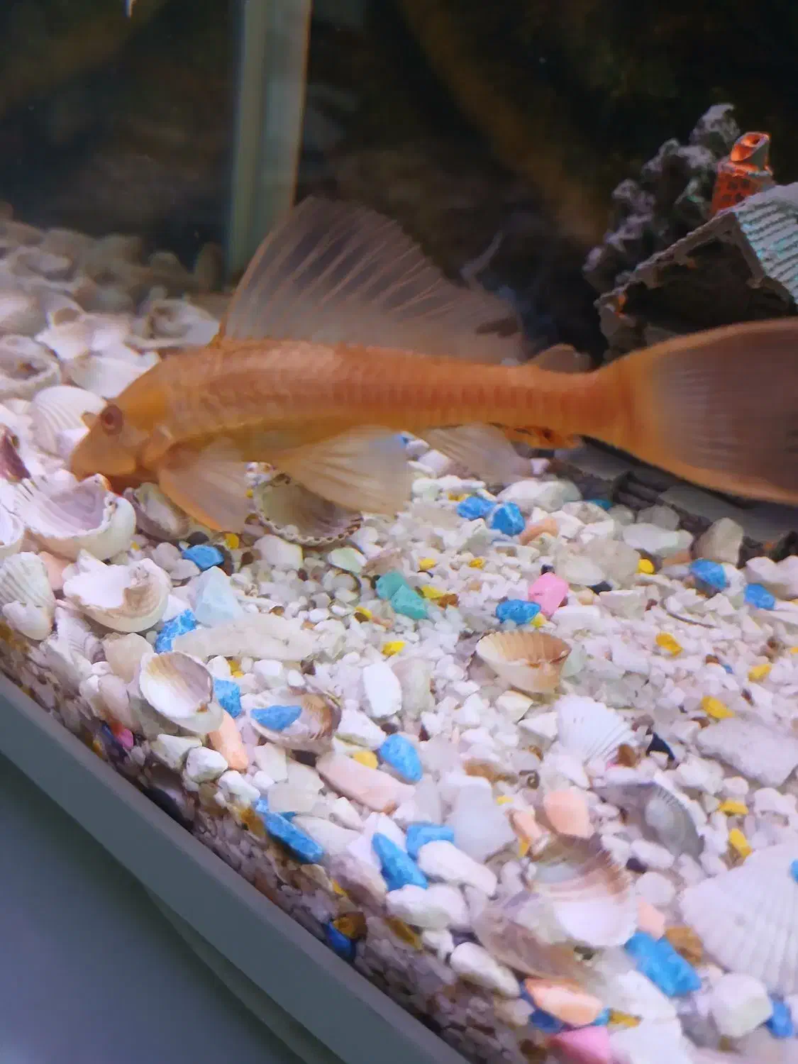 ماهی لجنخوارشکلاتی|ماهی|مشهد, عبادی|دیوار