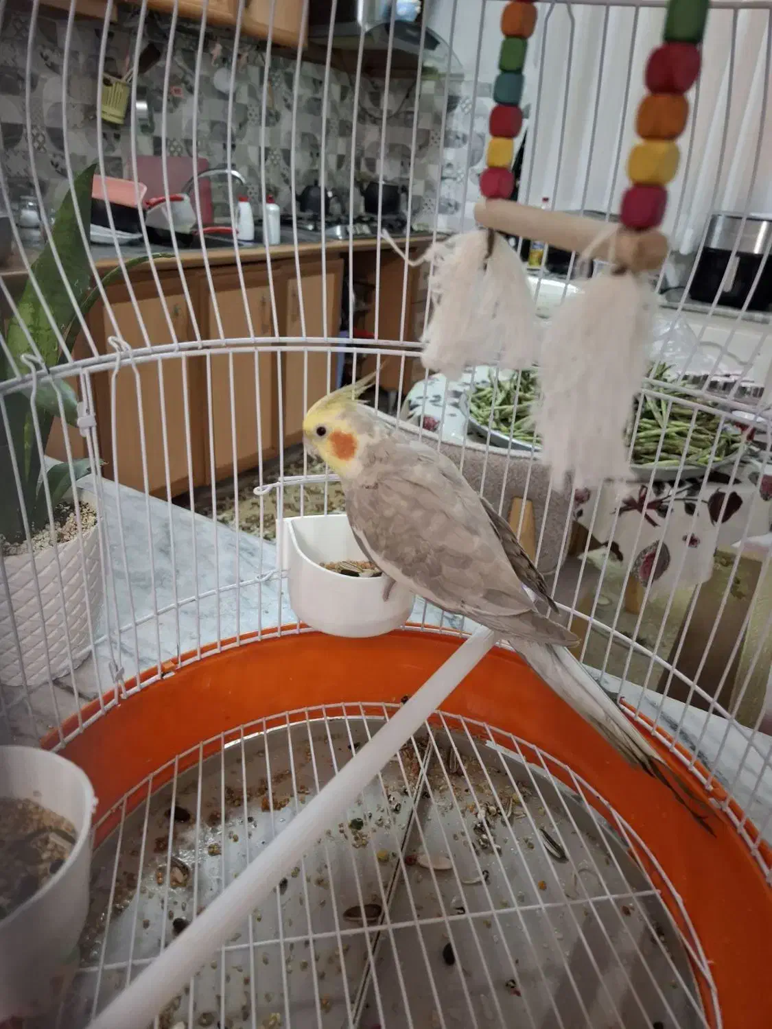 عروس هلندی|پرنده|رشت, آتشگاه|دیوار