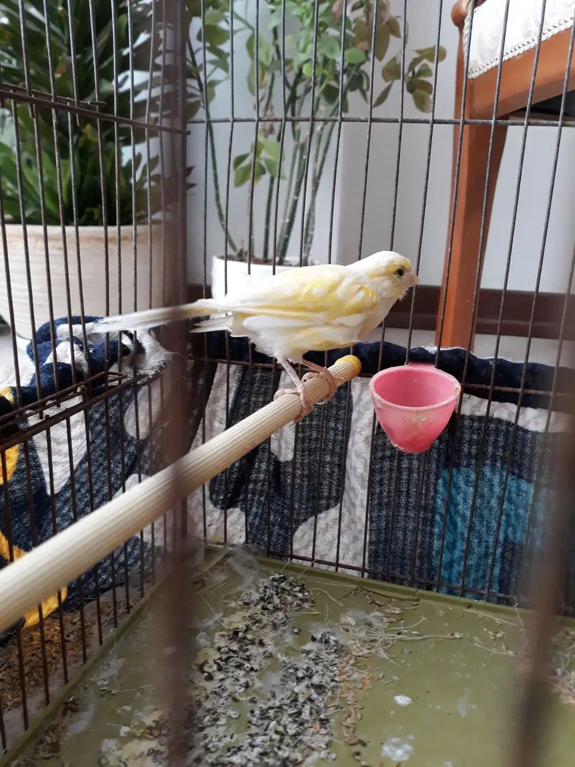 قناری ماده آماده و تخم گذار|پرنده|شیراز, میانرود|دیوار