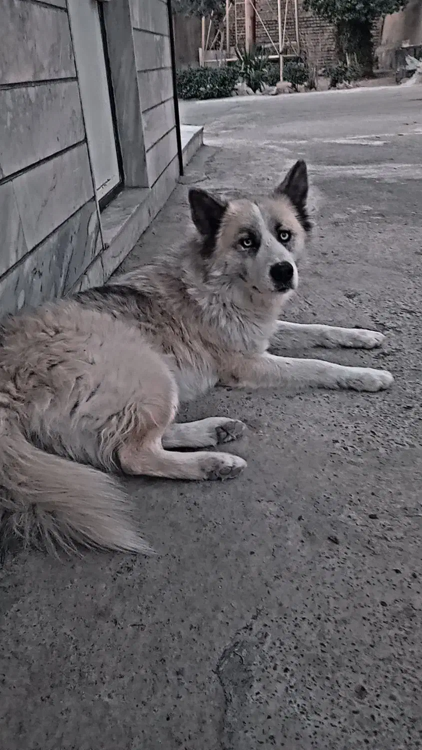 سگ هاسکی|سگ|محمدشهر, محمدشهر|دیوار