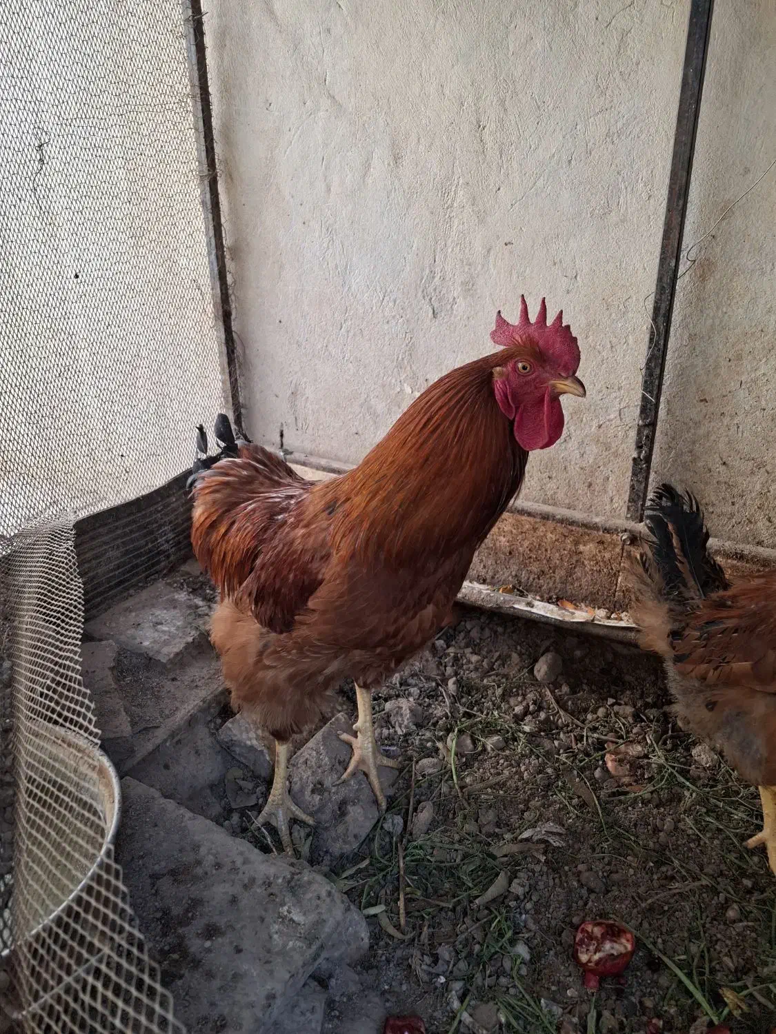 خروس محلی|حیوانات مزرعه|تفت, |دیوار