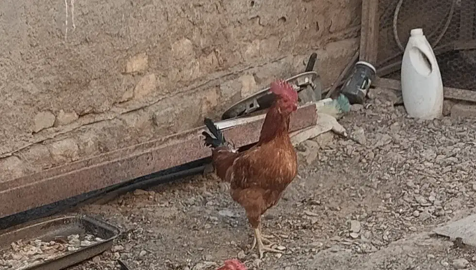 یک عدد خروس جوان|حیوانات مزرعه|زابل, |دیوار