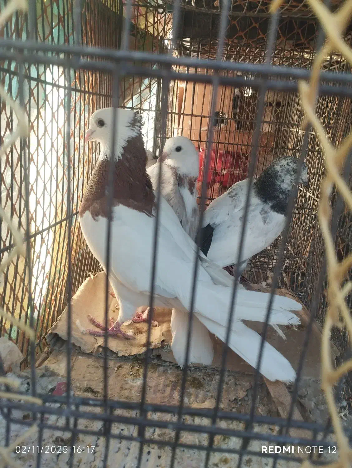 کبوتر|پرنده|محمدشهر, سیدآباد|دیوار