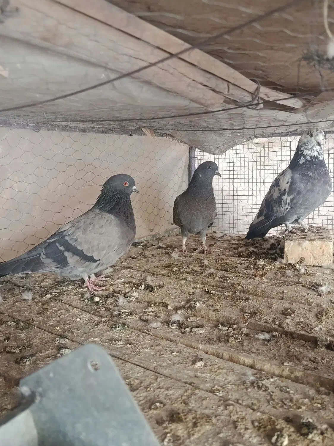 جوجه تازه دونخورشده|پرنده|خمینیشهر, |دیوار