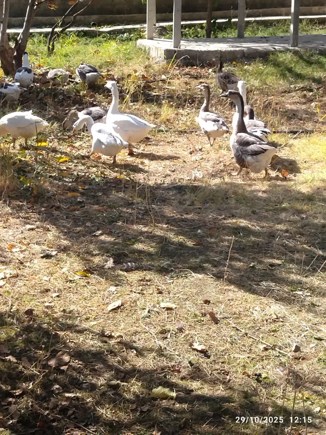 قلو قاضی خومالی|حیوانات مزرعه|پیرانشهر, |دیوار