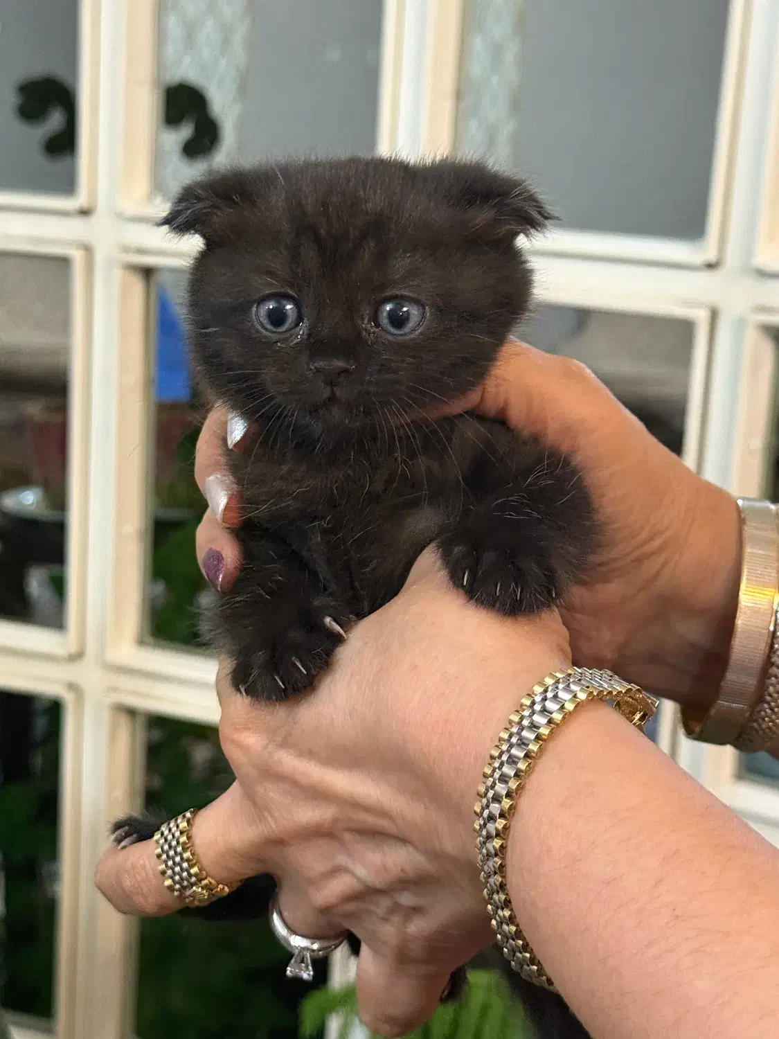 پیشی پیشی های ناز|گربه|گرگان, |دیوار