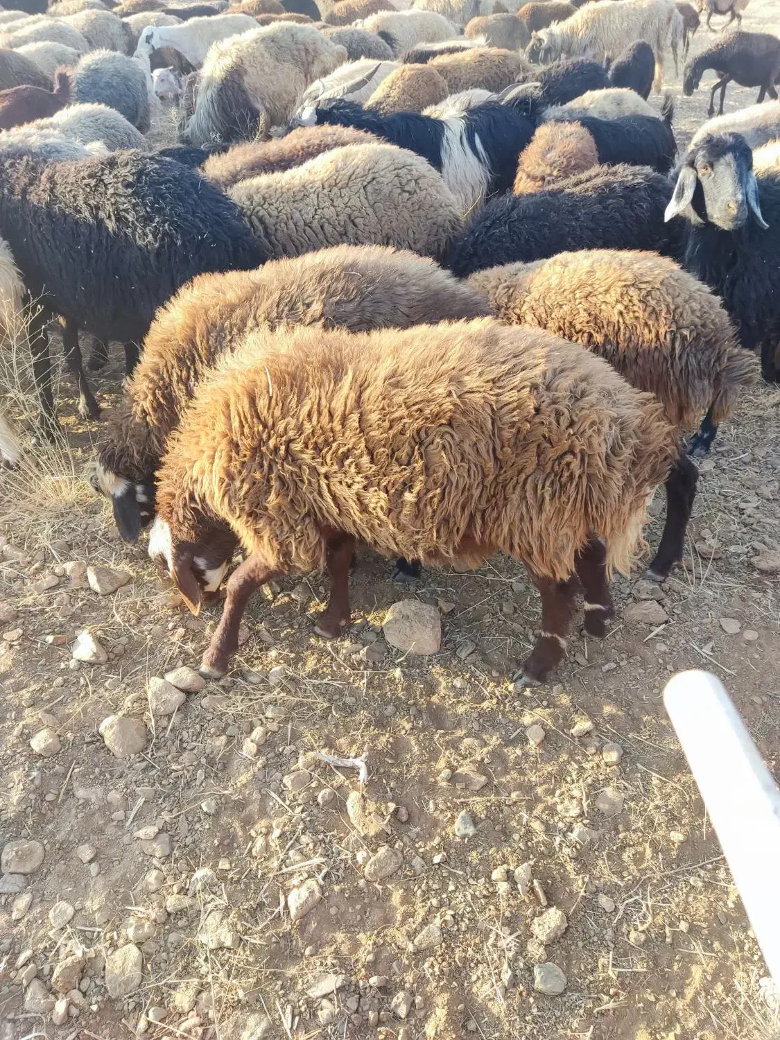 با سلام یک عدد بره قوچ افشاری|حیوانات مزرعه|زنده رود, |دیوار