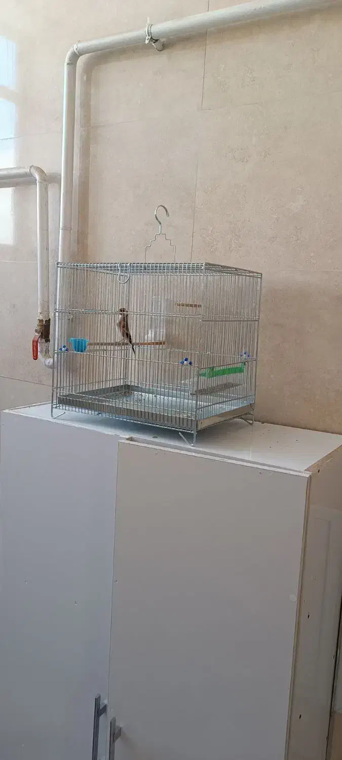 جوجه سهره قفس|پرنده|گیلان غرب, |دیوار