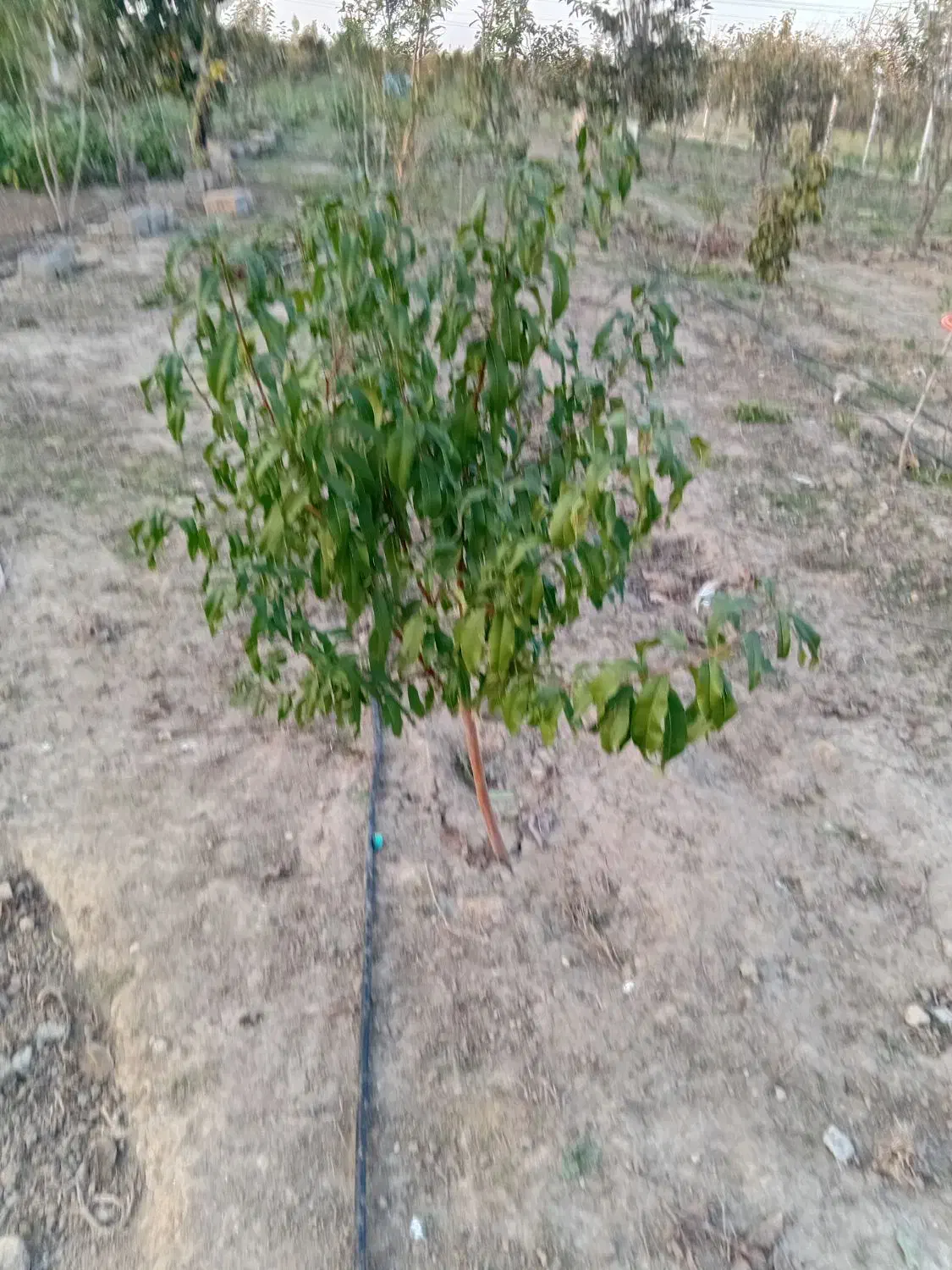 نهال 3ساله انار دانه سیاه و شلیل بارده|خدمات باغبانی و درختکاری|گرگان, |دیوار