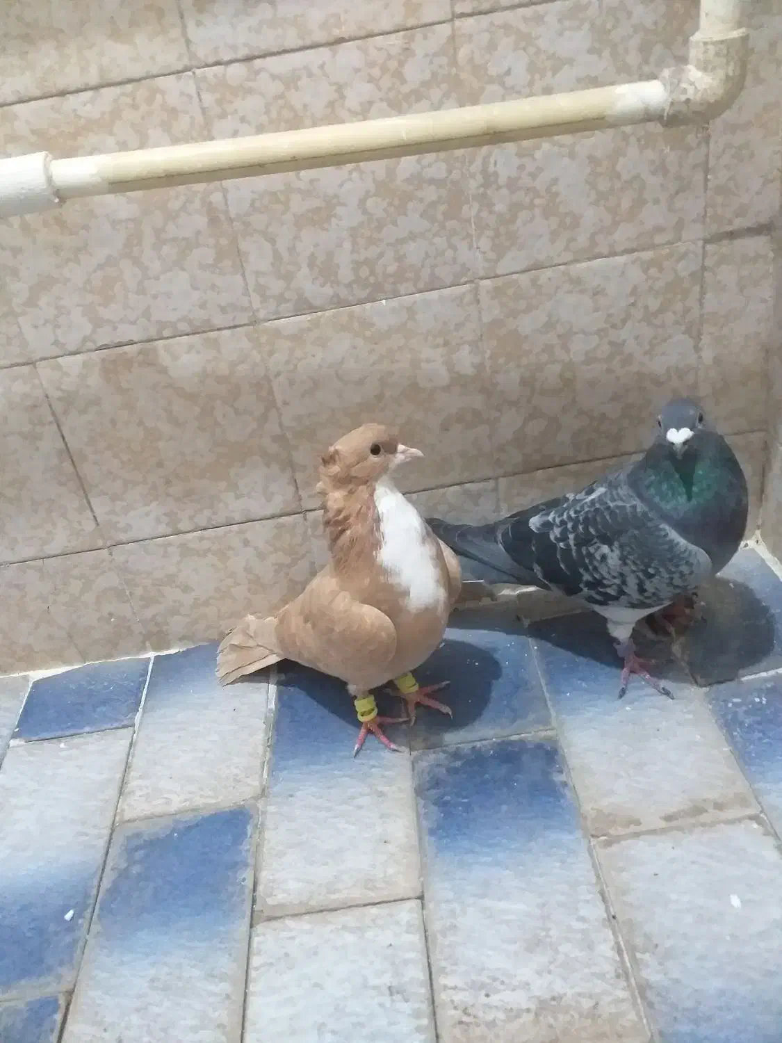 کفتر|پرنده|تربت‌حیدریه, ۴۵ متری|دیوار
