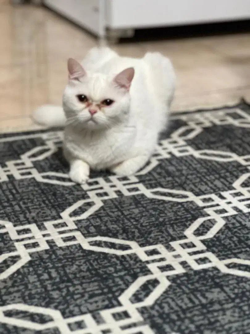 واگذاری 2 عدد گربه|گربه|چابهار, |دیوار