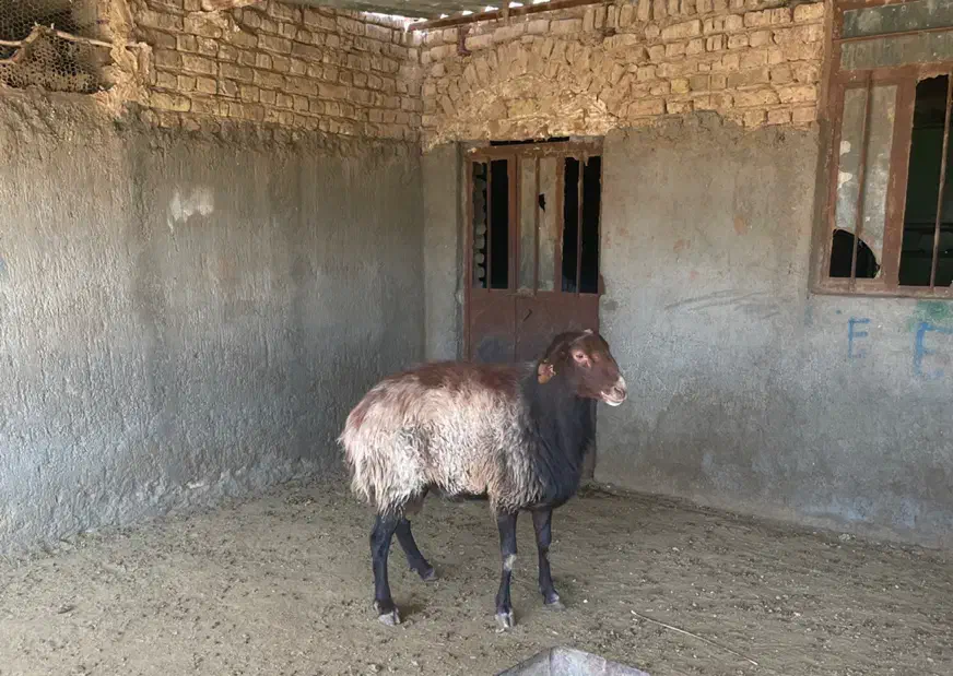 قوچ هترو|حیوانات مزرعه|مشهد, آبکوه|دیوار