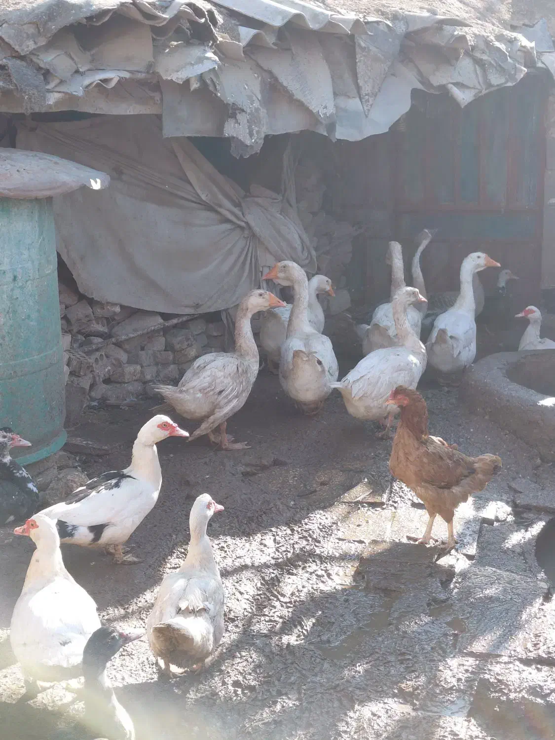 قوقاز پرو پاچه دار درشت بالغ|حیوانات مزرعه|گنبد کاووس, |دیوار