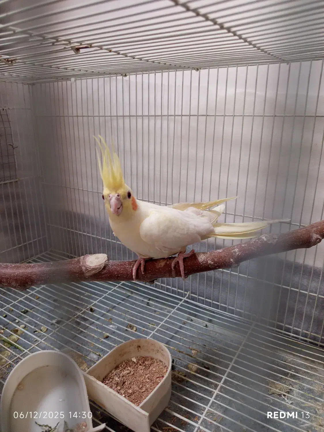 عروس هلندی لوتینو جفت نروماده مولد|پرنده|ارژن, |دیوار