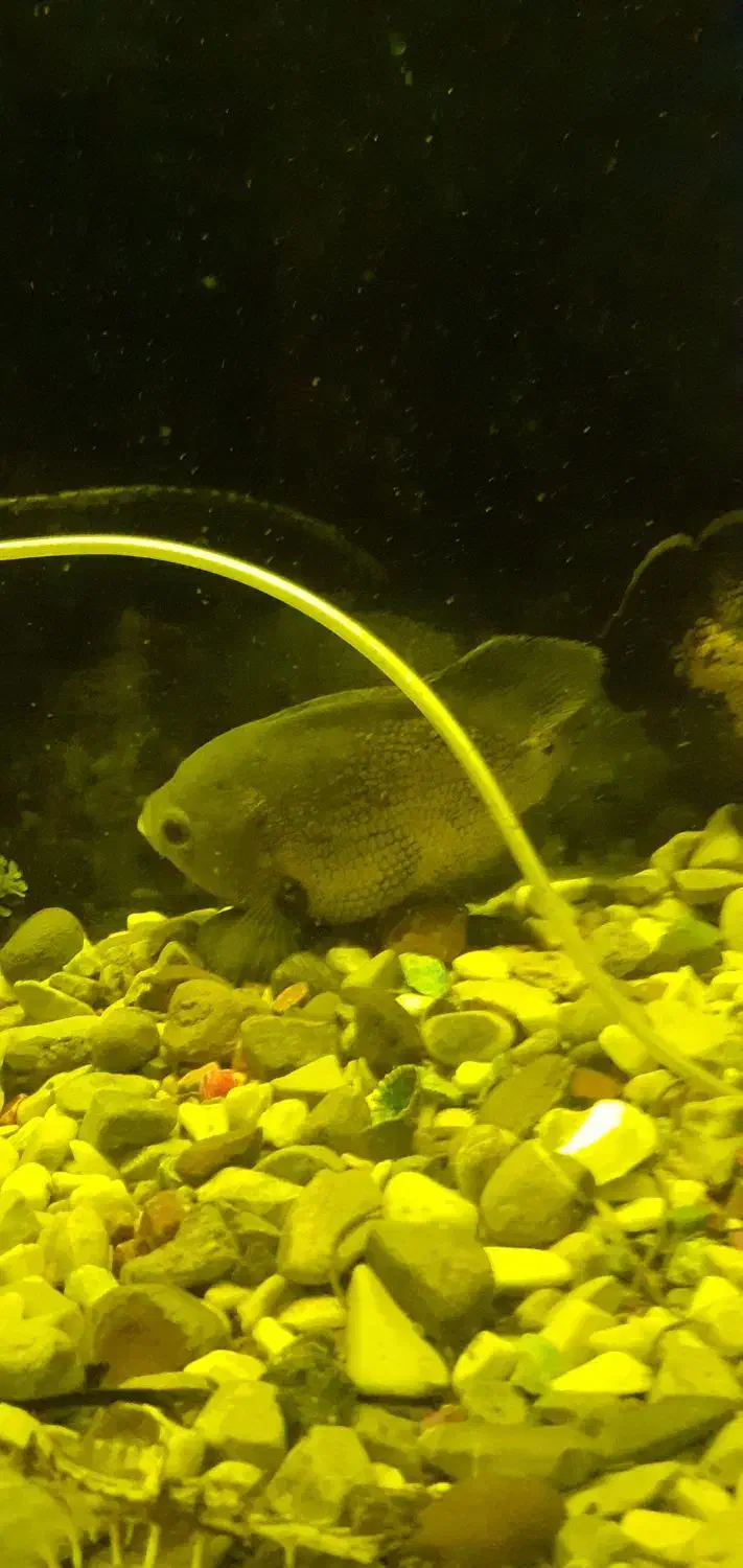 اکواریم|ماهی|خرمآباد, |دیوار