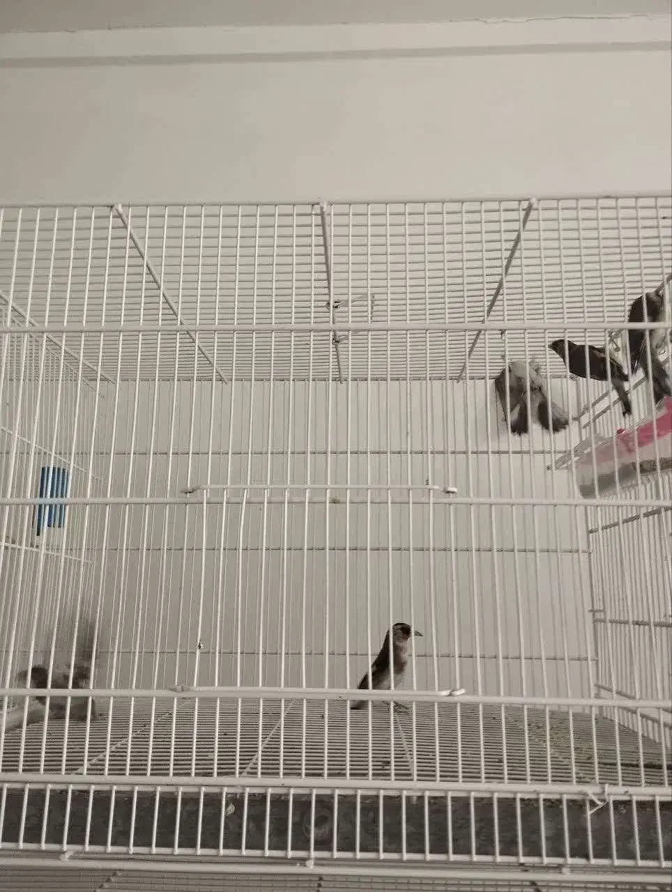 فروش ماده سهره معمولی و کرمانی|پرنده|ملایر, |دیوار