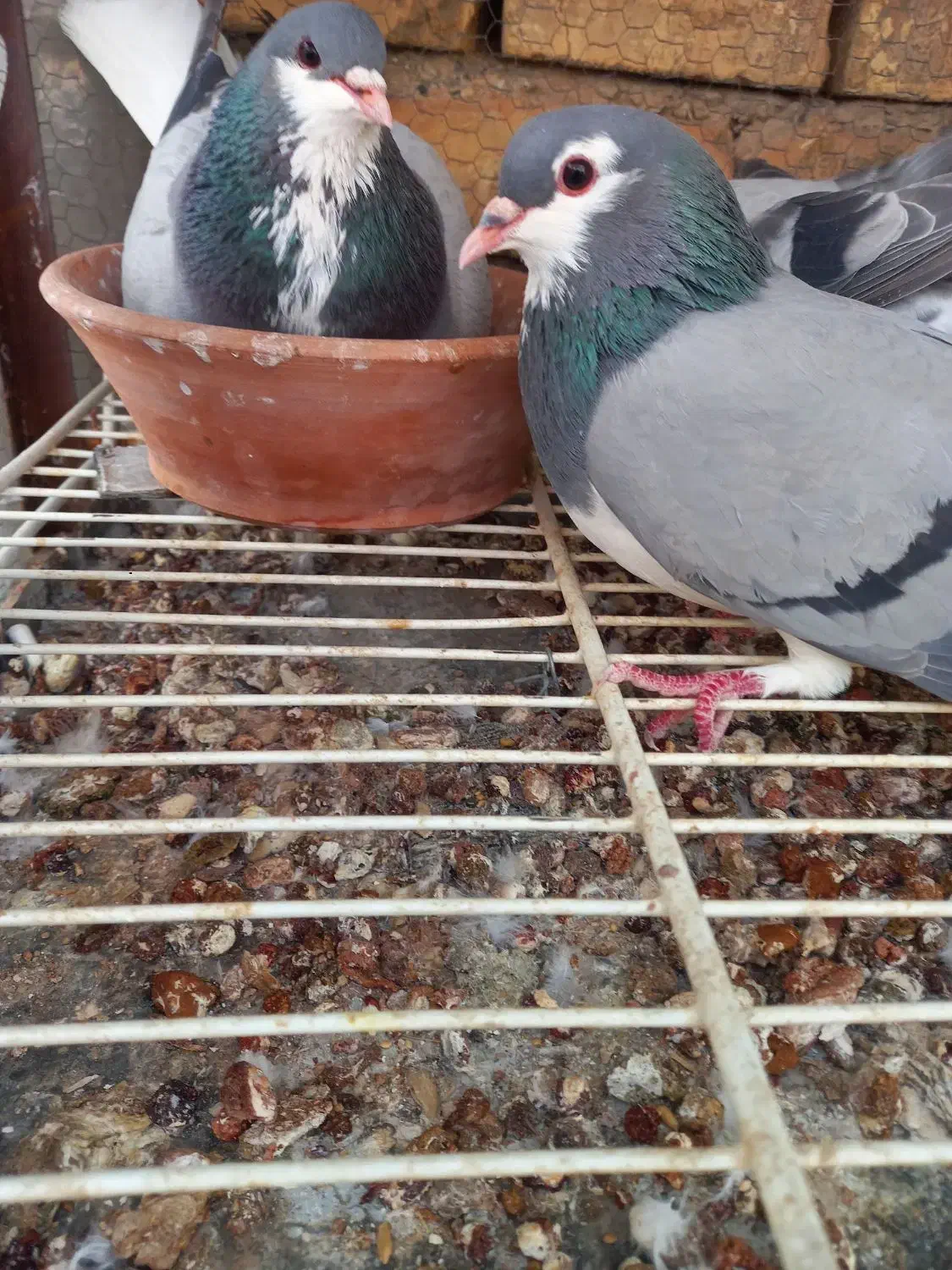 خرقه شوخ|حیوانات|اصفهان, رسالت|دیوار