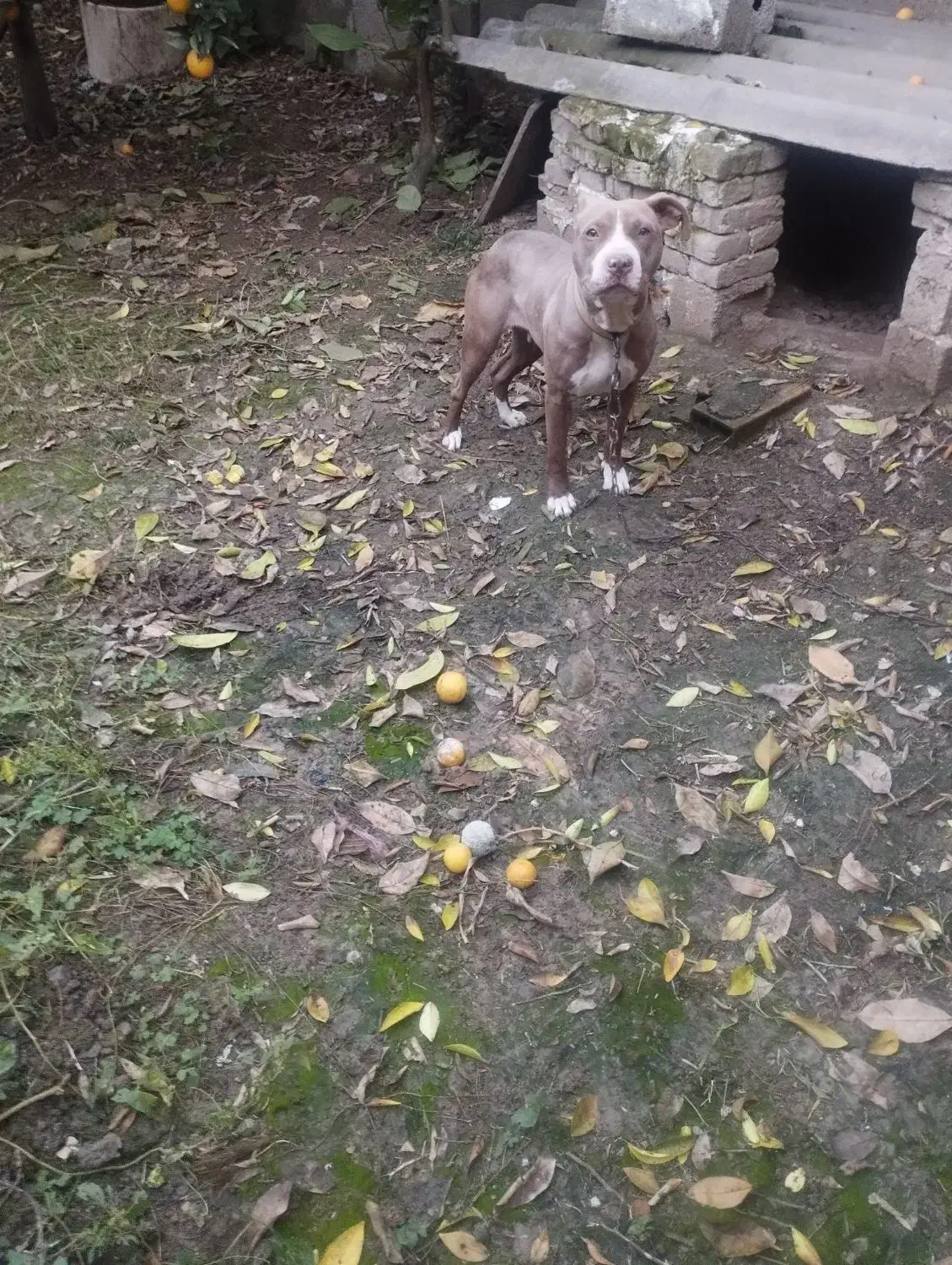 سگ پیتبول فروشی|سگ|قائمشهر, |دیوار