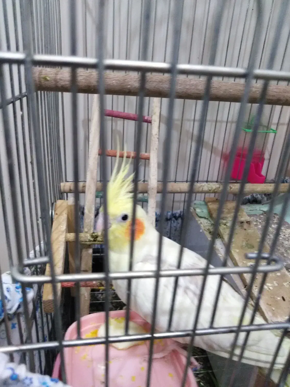 عروس هلندی|پرنده|فولادشهر, A6|دیوار