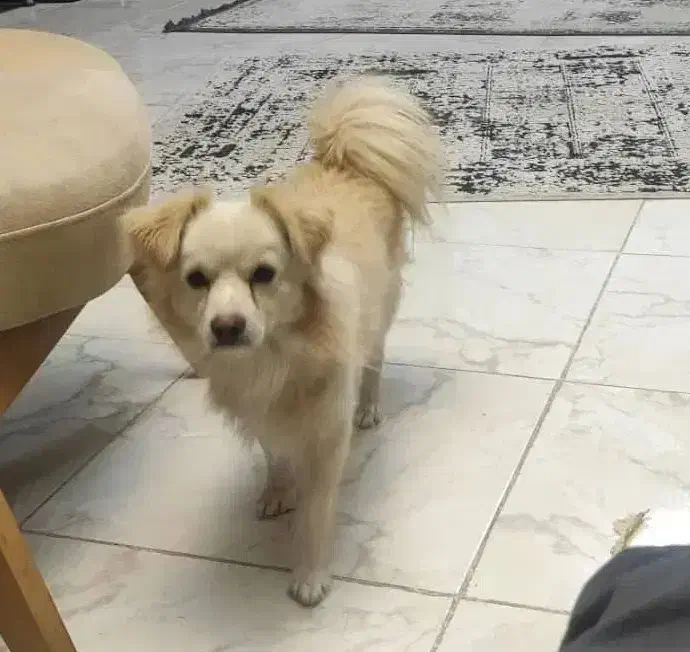 « گمشده » در مسجدالرسول|سگ|مرودشت, مسجد رسول|دیوار