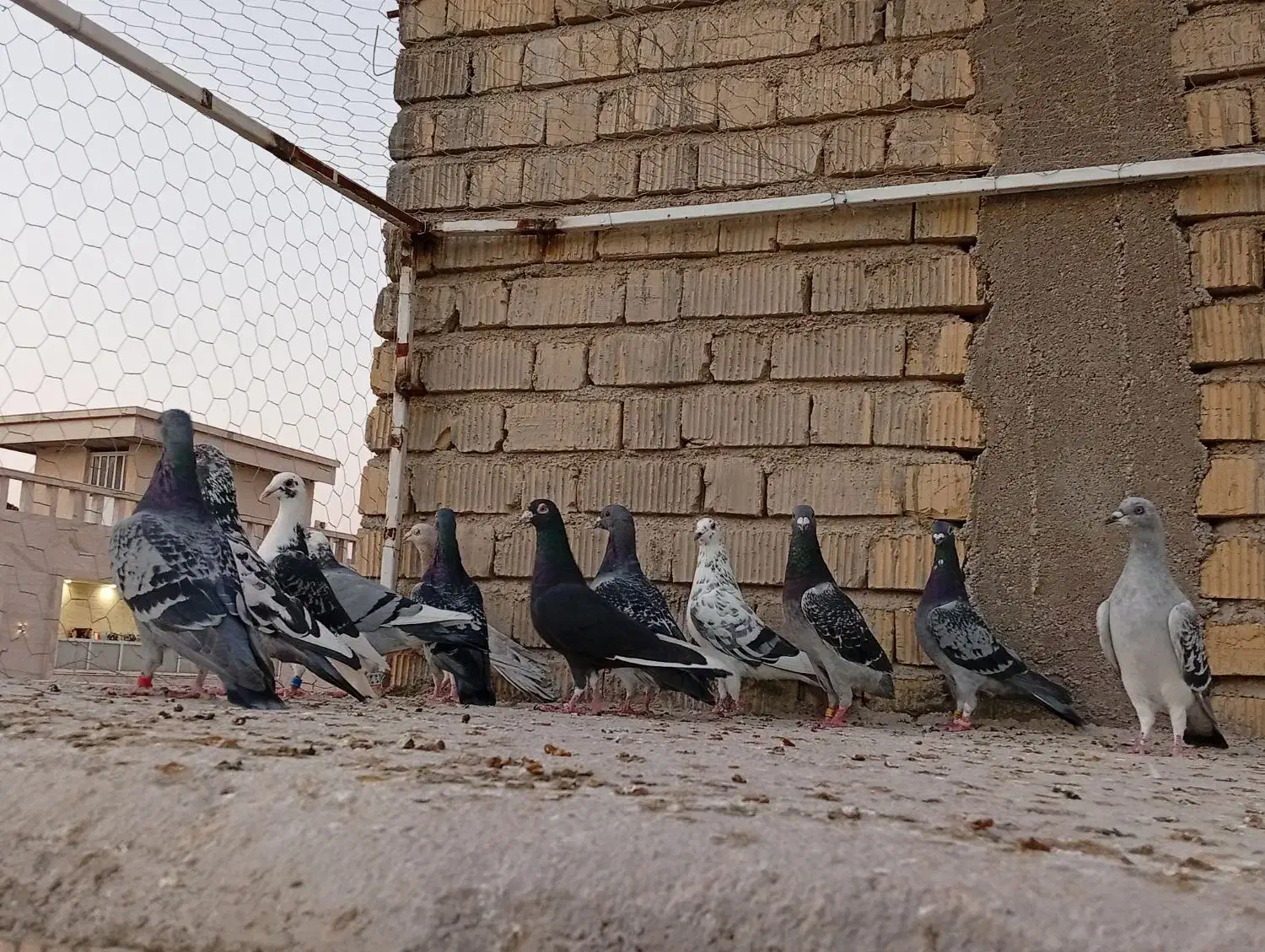 کبوتر پلاکی|پرنده|شیراز, کرونی(خاتونک)|دیوار